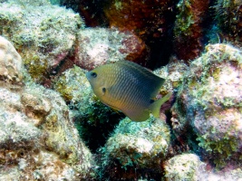 Damselfish IMG 6950